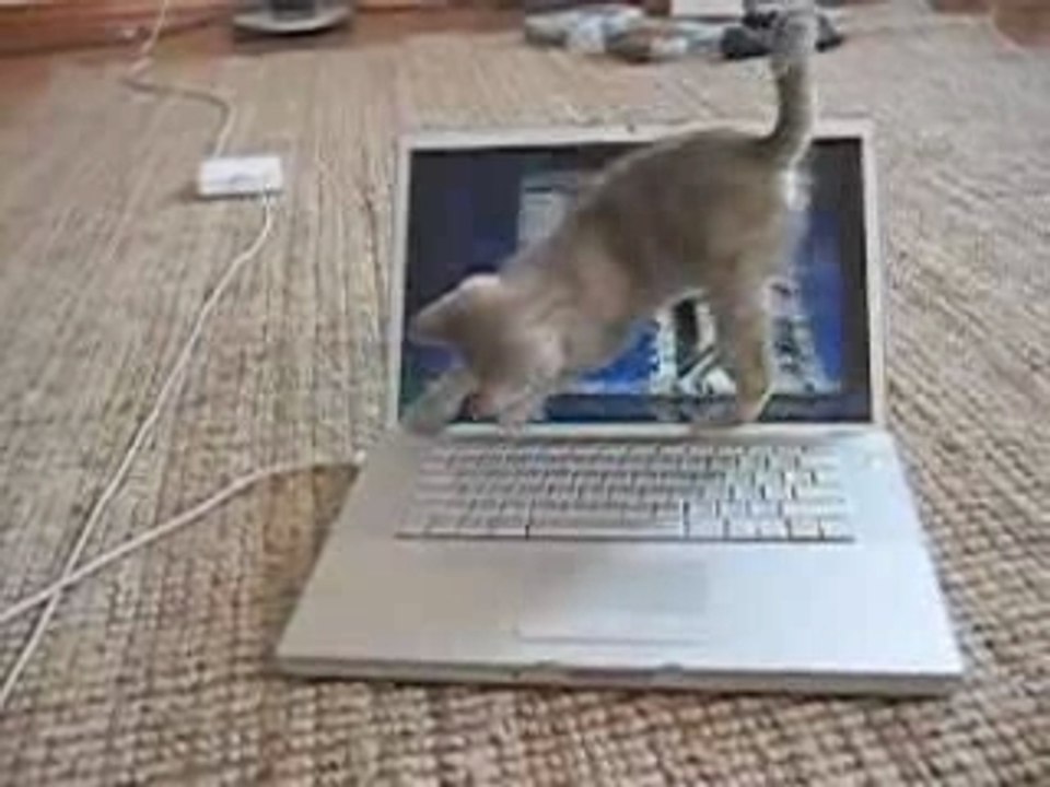 Le chat et le Front Row