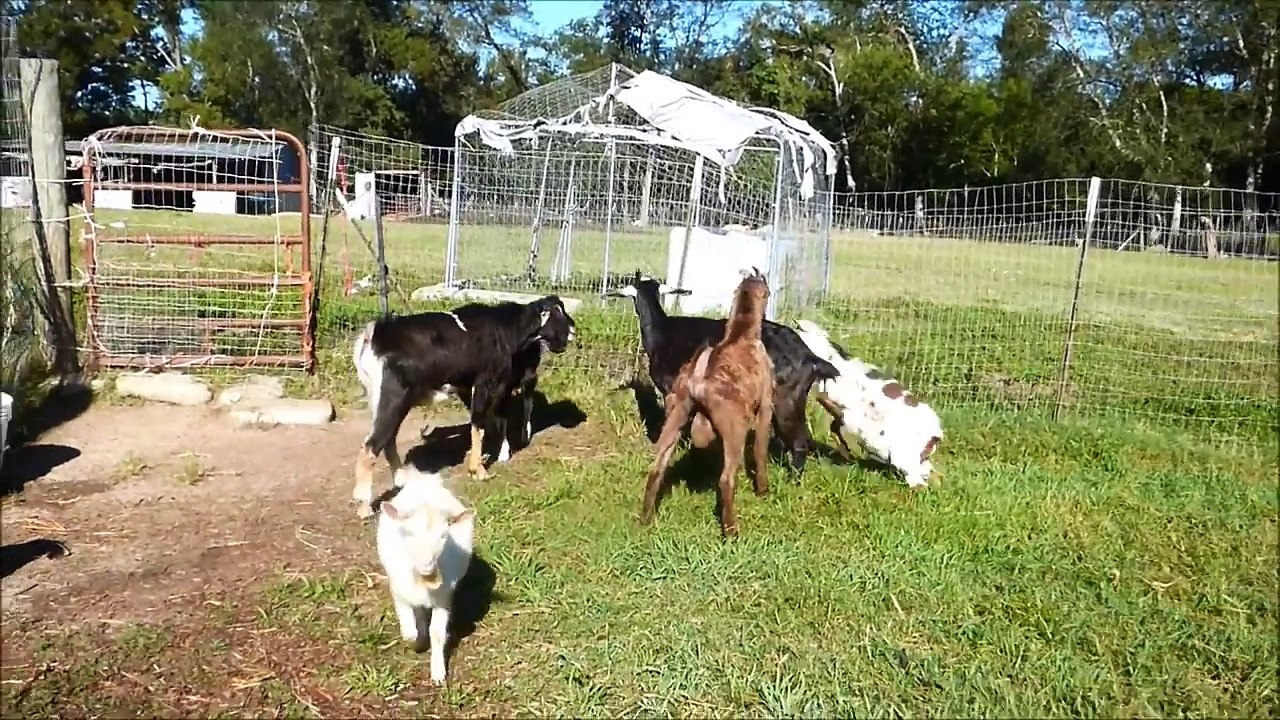 Indian goat talent