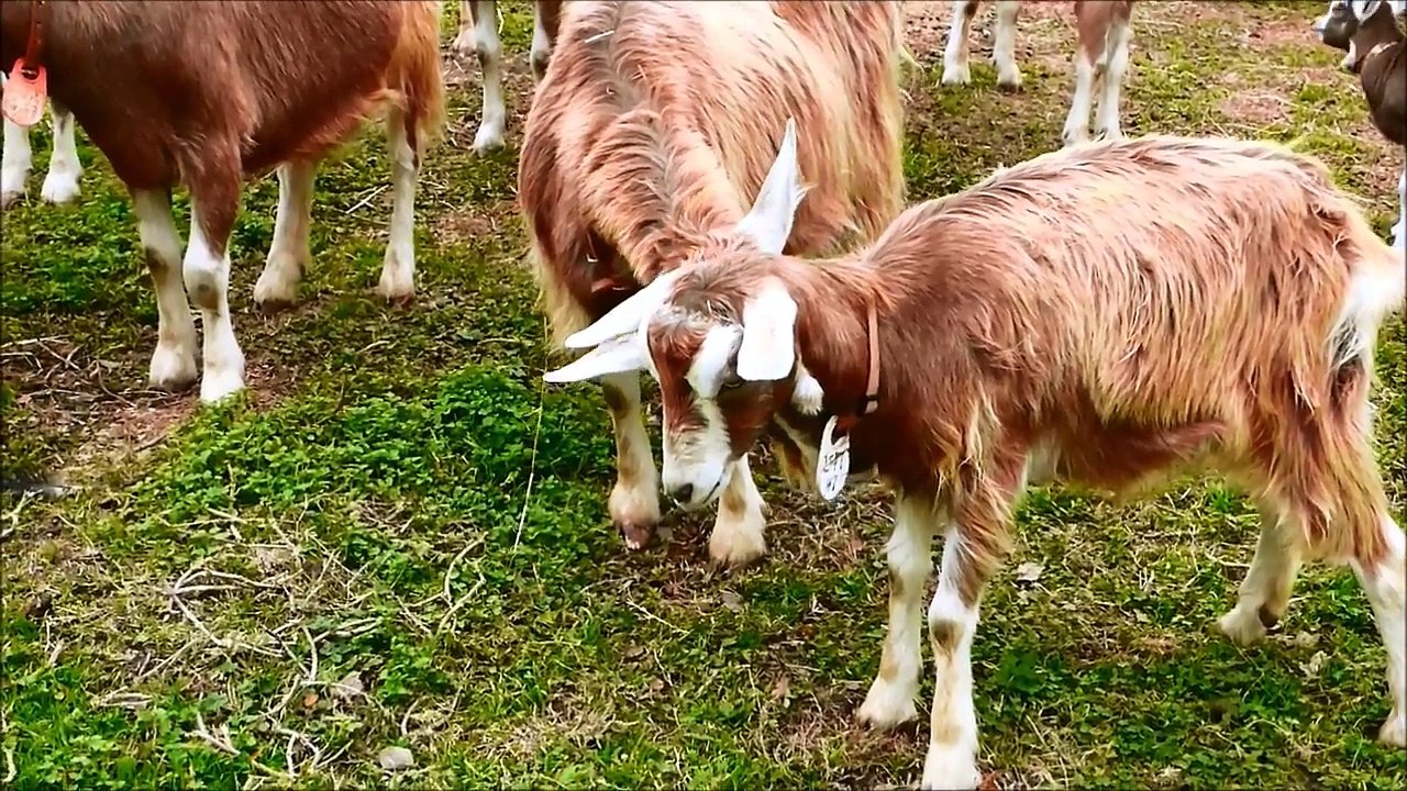 Emoji goat bereed