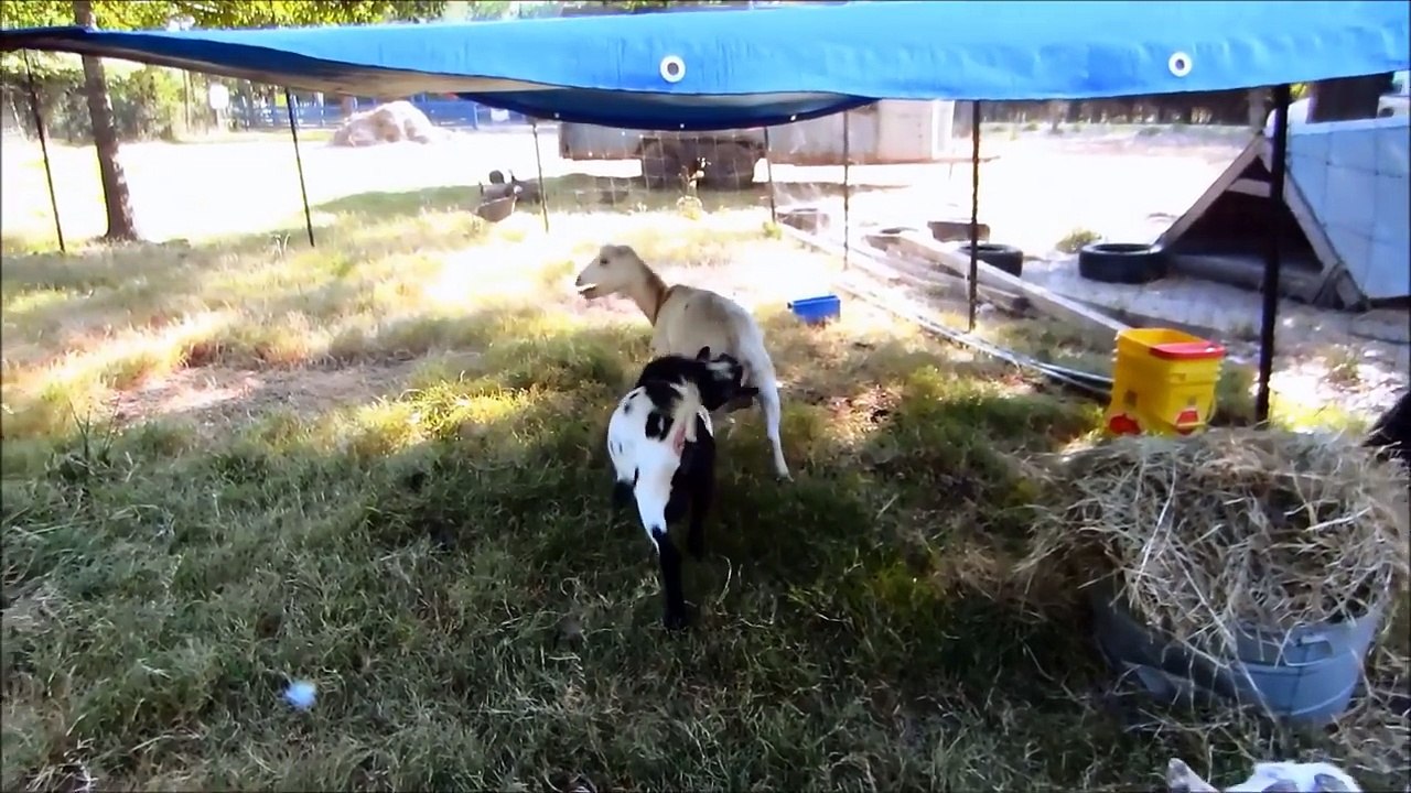 Goat with new virgin goat