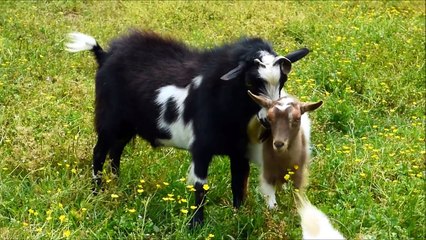 New Goat Breeding Video 🐐 | Don't Forget to Share & Comment!