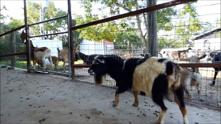 Orenge goat With goat