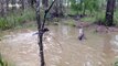 Kangaroo tries to drown a curious dog