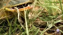 Incredible: Giant Frog Eats Snake and Rat The Best Attacks of Wild Animals by Dailyvideo 3   2017