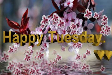 tuesday 3D Pictures video, Images,tuesday  3D Photos for Facebook and WhatsApp