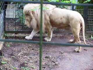 Zoo Beauval 2013-Lion blanc