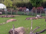 Zoo Beauval-Antilopes, certs, rhinos (2)