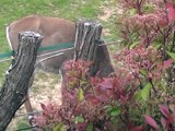 Zoo Beauval-Antilopes, cerfs