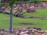 Zoo Beauval-Antilopes, certs, rhinos (1)