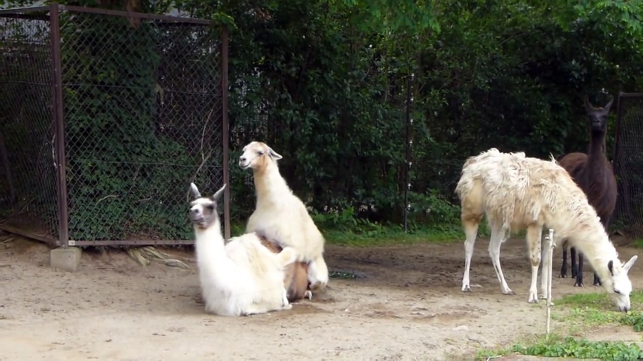 Lama long time