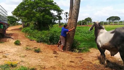 Mating cow this day 4 round