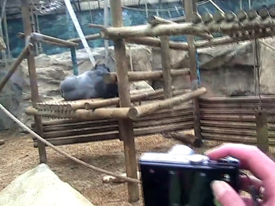 Zoo Beauval-Gorille (1)