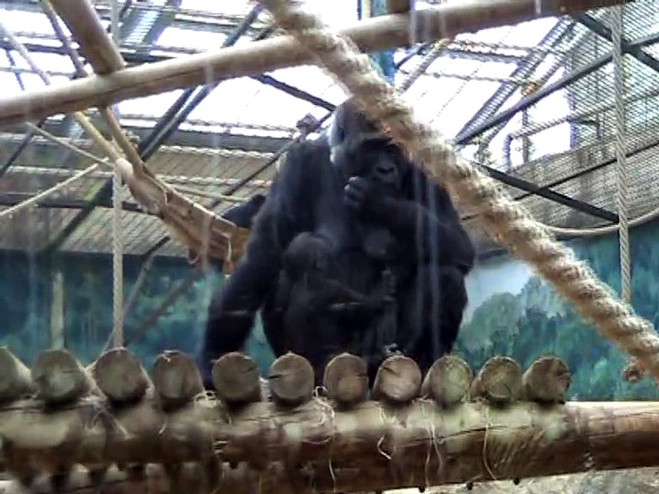 Zoo Beauval-Gorille (2)
