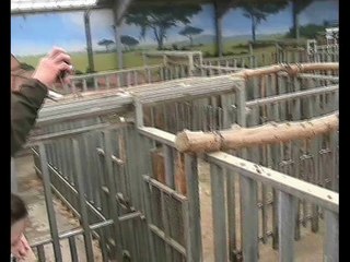 Zoo Beauval-Eléphants (1)