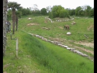 Zoo Beauval-Eléphants (2)