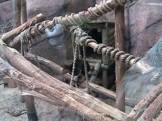 Zoo Beauval-Kangourou arboricole (2)