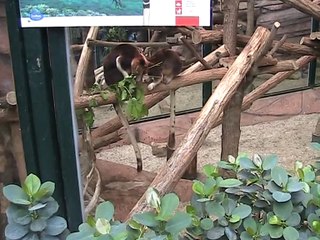 Zoo Beauval-Kangourou arboricole (4)