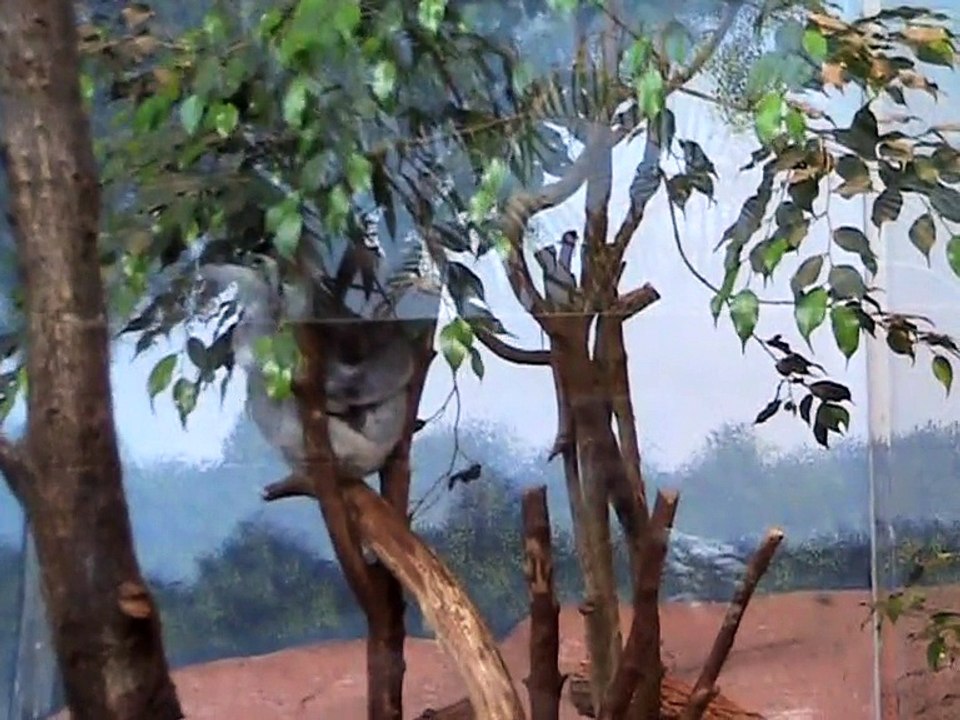 Zoo Beauval-Koala (1)