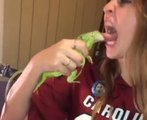 Ne jamais tirer la langue à un iguane... Douloureux pour la fille