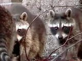 OMG! They are sooo cute! I found 6 baby raccoons