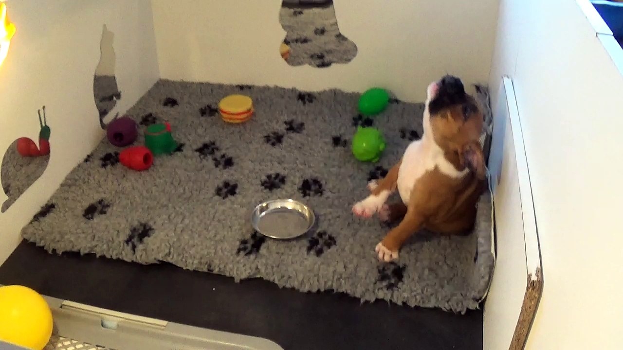 30ème Vidéo DRAGON n°1  de STAFFORDLAND