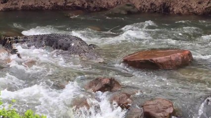 Ce crocodile énorme a du mal à traverser les rapides