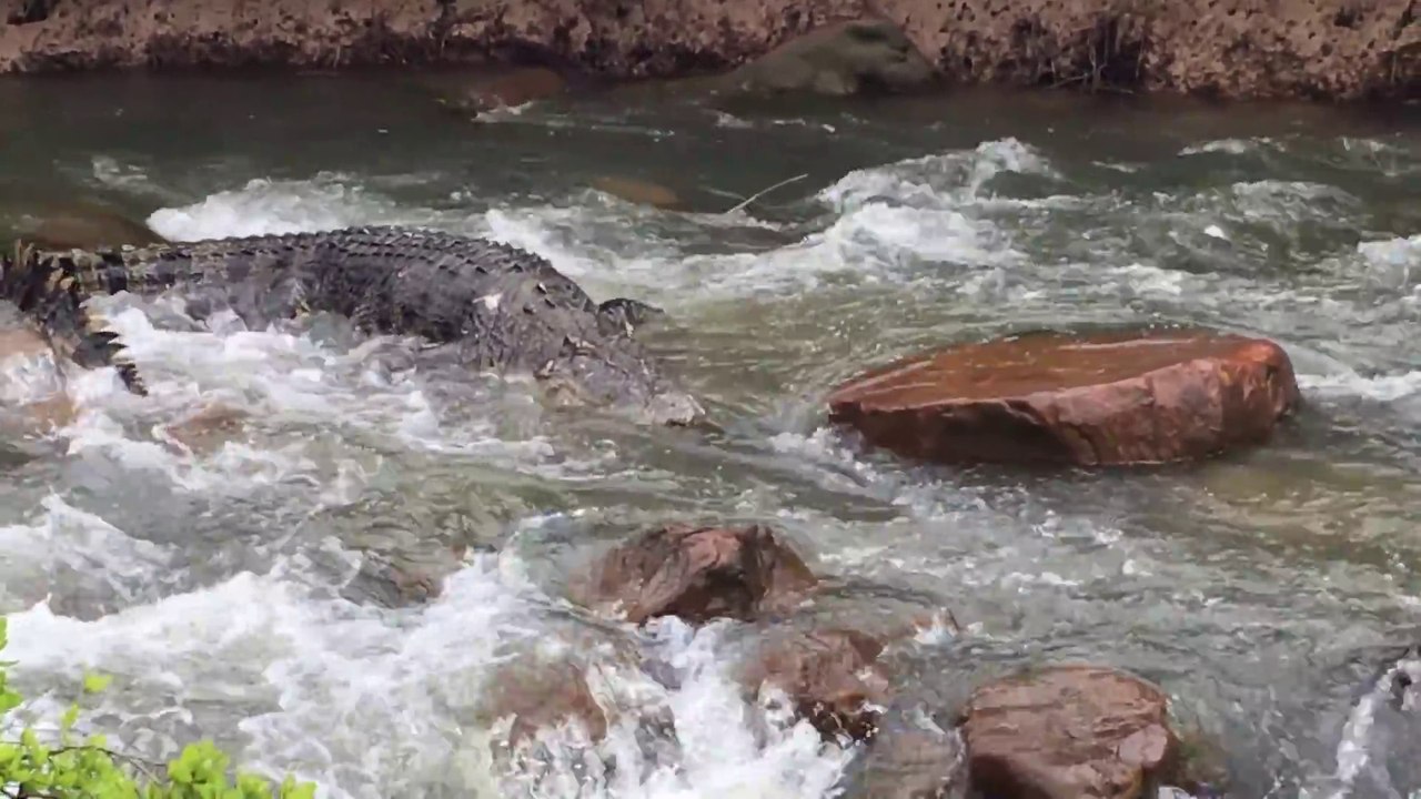 Ce crocodile énorme a du mal à traverser les rapides