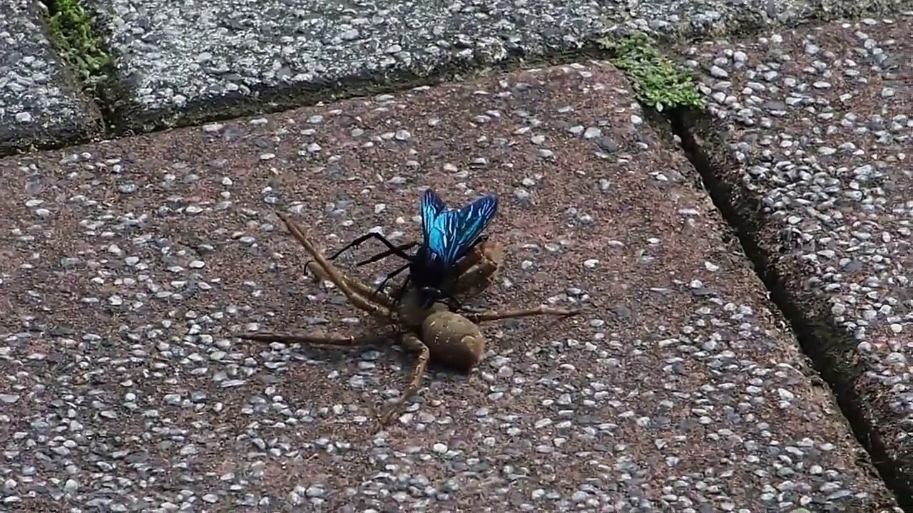 Guêpe Vs Araignée... Combat incroyable