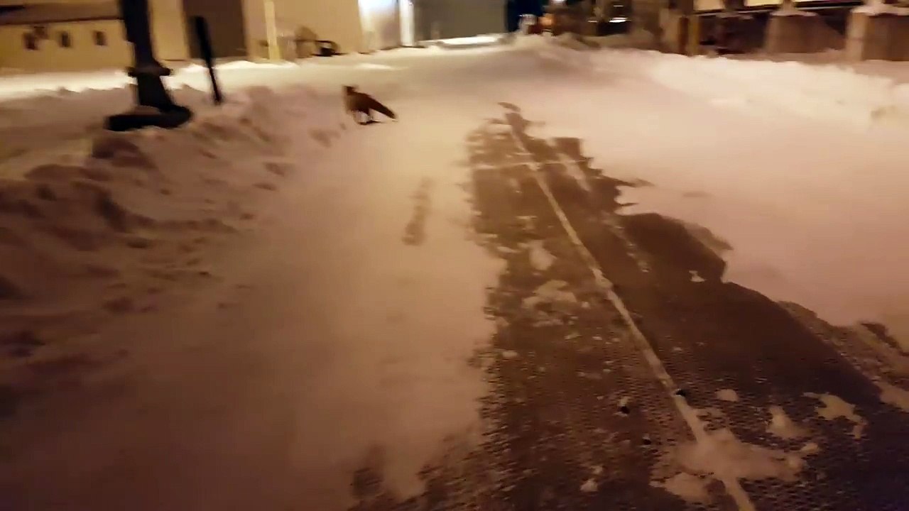 Fox shepherd