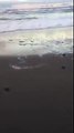 Turtle Hatchlings Make Their Way to Sea in Melbourne Beach, Florida