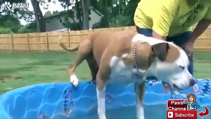 Stray Pit bull Saved a Woman