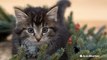 Popular holiday plants that are poisonous to pets