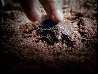 The Rock - Kamu Kamulah Surgaku