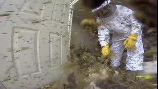 Giant wasp nest removal