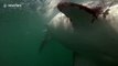 Huge great white sharks take the bait
