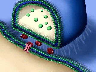 Activation of a Neuron