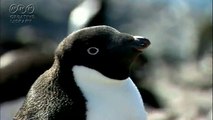 坂本勝直 横になって卵を温めるペンギン