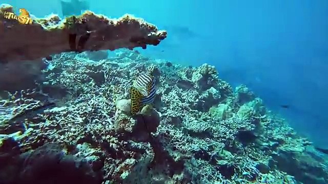 PARADISE - 1- REMIX - ERA - AMENO 2017