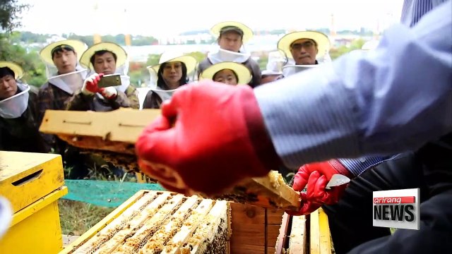 Sweet Urban Beekeeping