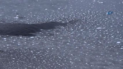 Sarıkamış'ta Ördek Gölü Dondu