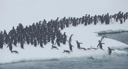 Penguins Leaping Out Of The Ocean To Their Winter Home Is So Much Fun To Watch