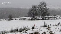 Northern Ireland forest turns white with snow