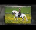 ANDALUSIAN HORSE BREEDERS - YEGUADA D PRESENTING FAIRYTALE ANDALUSIAN HORSE