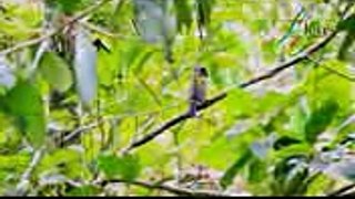 Bare Throated Whistler At Mandusawu Forest - Flores Bird Watching