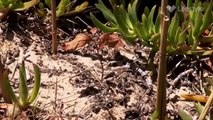 Grand Designs Australia Series 7 07of10 Aldinga Beach Dune