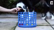 Onnect paw! Dog wins game of connect four against her owner 