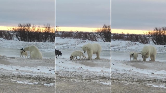 Un ours polaire caresse un chien