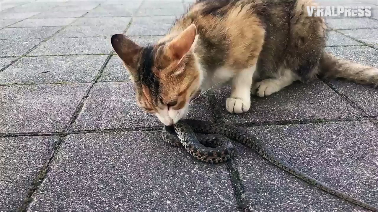 Tasty! Cat Eating Snake video Dailymotion