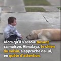 Un petit garçon trisomique rencontre un chien qui va changer sa vie à tout jamais !