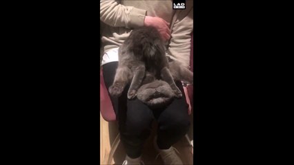 Quand ton chat est cassé...